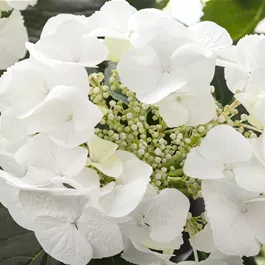 Hydrangea macrophylla Weiß