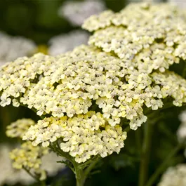 Achillea millefolium Sassy Summer Lemon