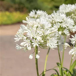 Agapanthus Mi Casa