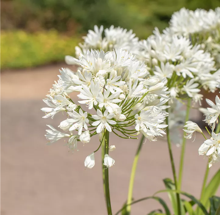 Garten-Schmucklilie 'Mi Casa'