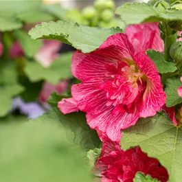 Alcea rosea Spring Celebrities Carmine Rose