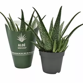 Aloe Medivera® Tropical