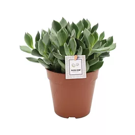 Cotyledon PICCO COIN®