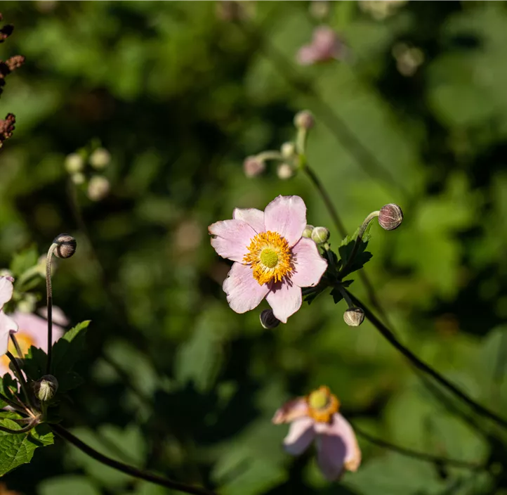 Garten-Herbst-Anemone