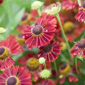 Garten-Sonnenbraut 'HayDay™ Red'