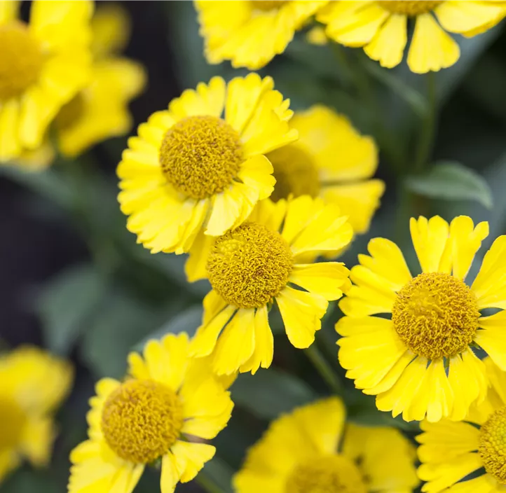 Garten-Sonnenbraut 'HayDay Yellow'