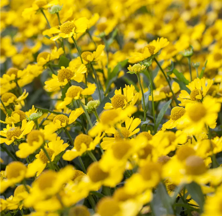 Garten-Sonnenbraut 'HayDay Yellow'