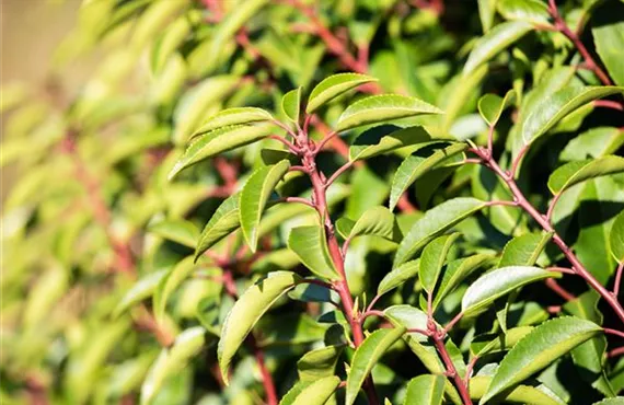 Goldmohn Prunus lusitanica