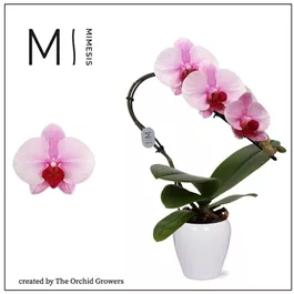 Phalaenopsis Swan Blush in Keramik