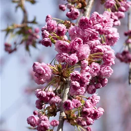 Prunus serrulata Kiku Shidare