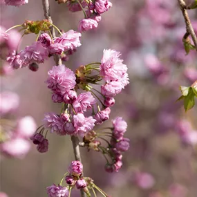Prunus serrulata Kiku-shidare
