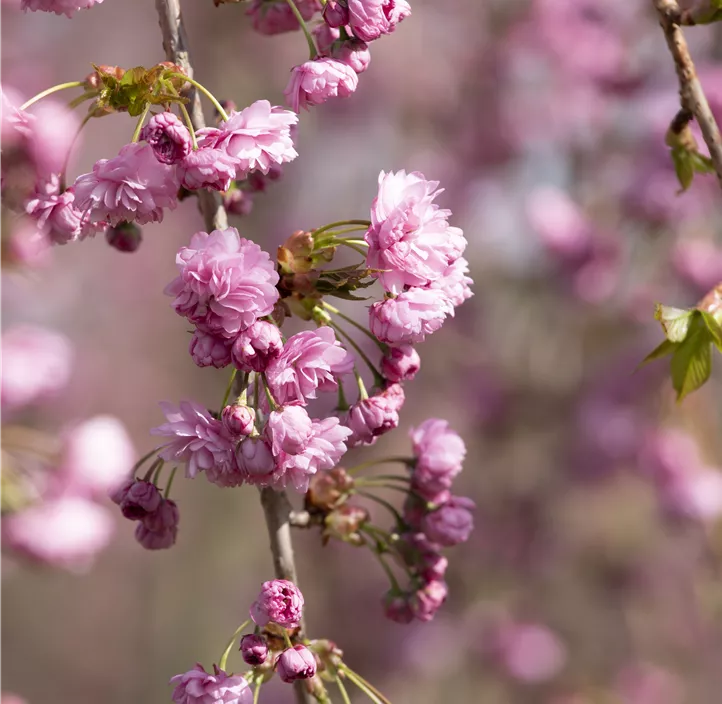 Japanische Blütenkirsche Kiku-shidare zakura