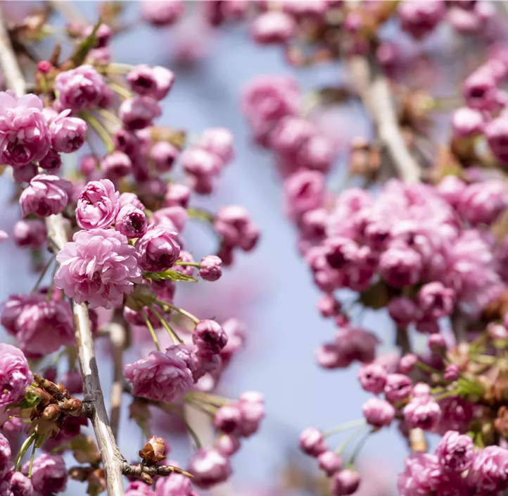 Japanische Blütenkirsche Kiku-shidare zakura