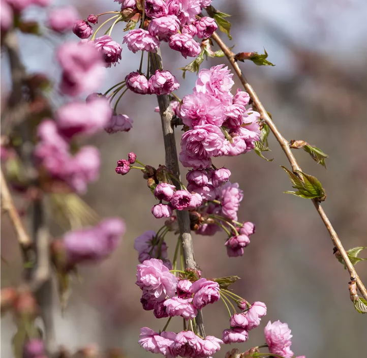 Japanische Blütenkirsche Kiku-shidare zakura