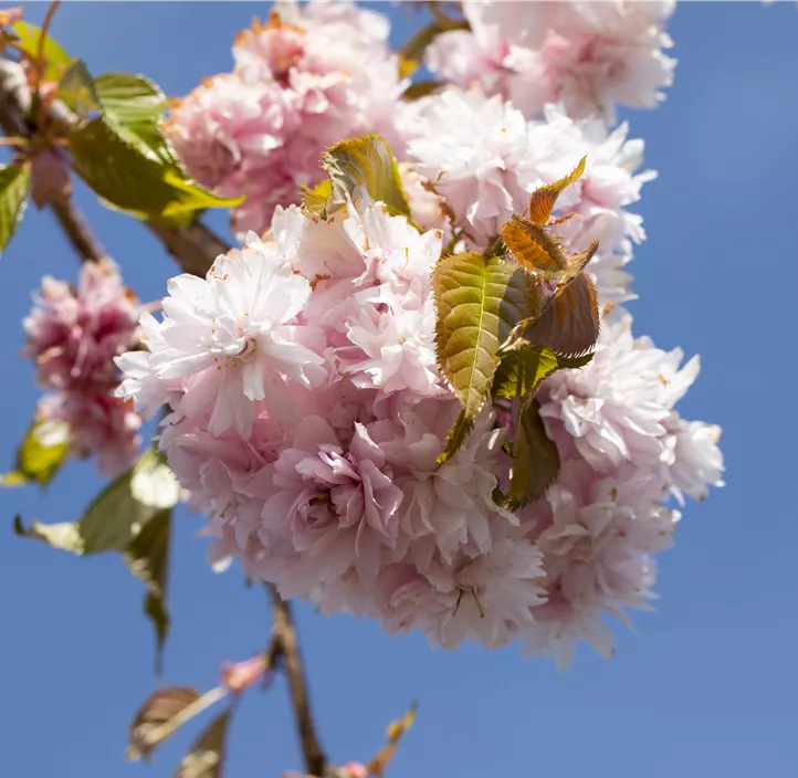 Japanische Blütenkirsche Kiku-shidare zakura