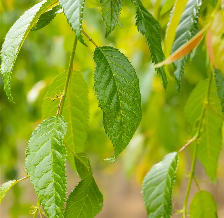 Japanische Blütenkirsche Kiku-shidare zakura