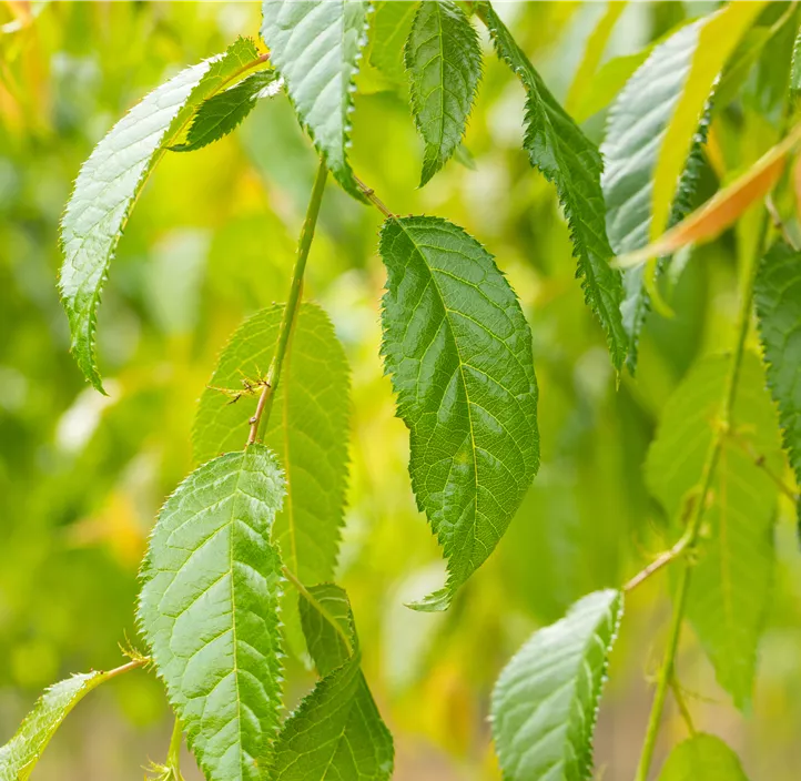 Japanische Blütenkirsche Kiku-shidare zakura