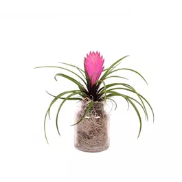 Tillandsia Cyanea im Glas