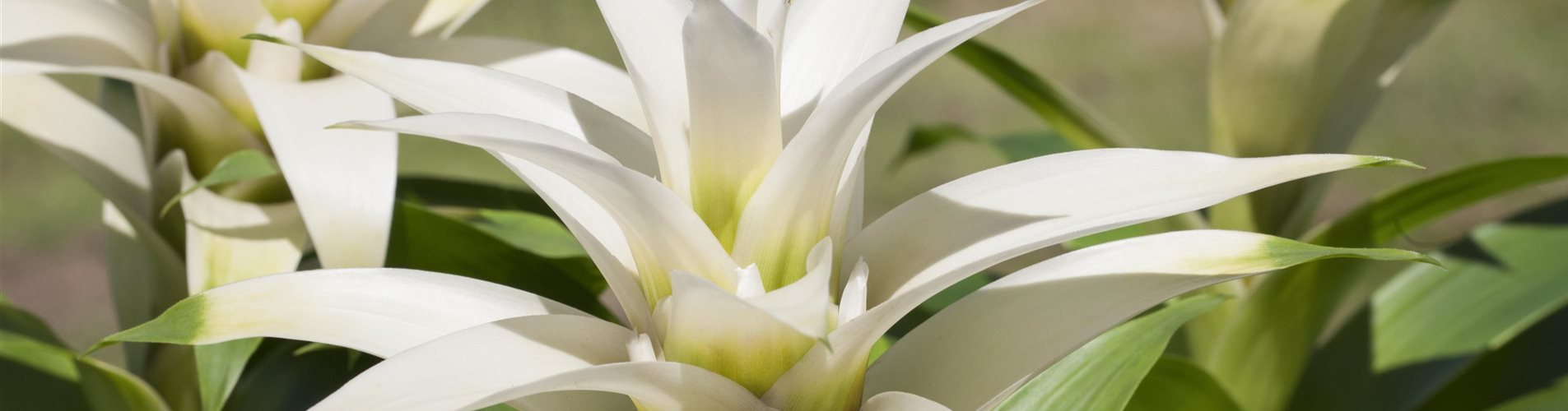 GS503354_Guzmania Deseo, weiß_-264-0-5013-2820 GS503354_Guzmania Deseo, weiß_-264-0-5013-2820