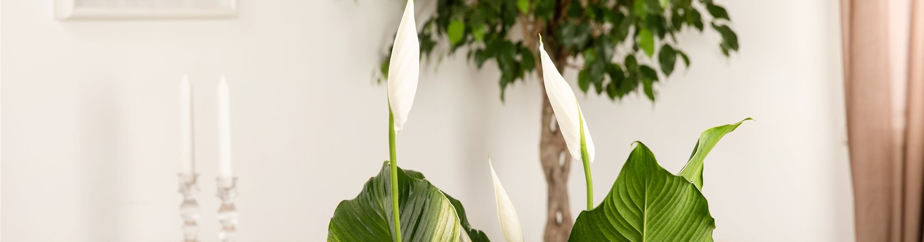 Spathiphyllum floribundum, weiß