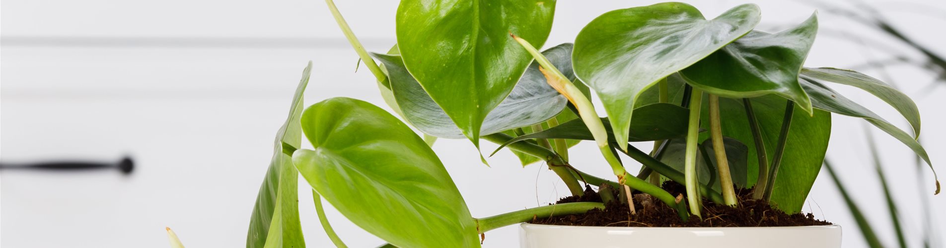 Philodendron scandens
