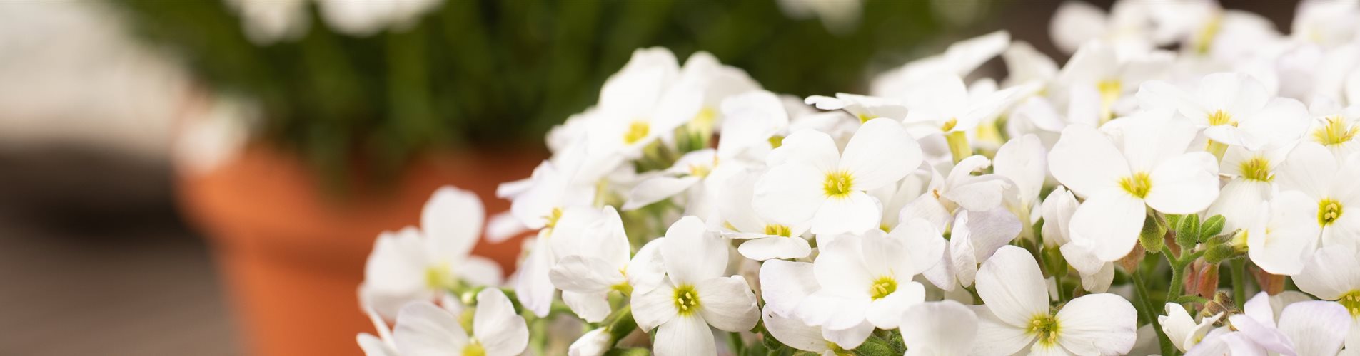 Aubrieta x cultorum, weiß Aubrieta x cultorum, weiß