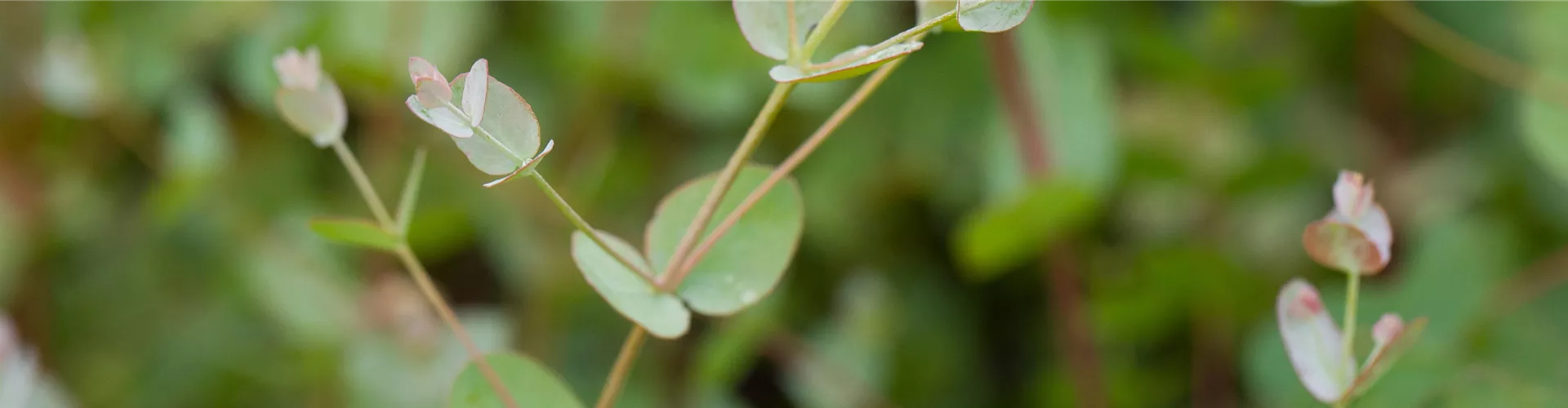 Eukalyptus - Bellaflora
