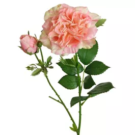 Gartenrose offen
