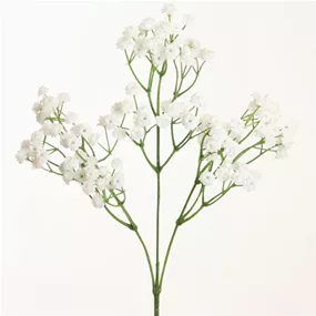 Gypsophilia Soft Touch