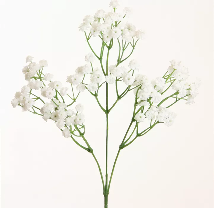 Gypsophilia Soft Touch