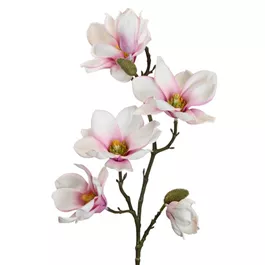 Magnolienast