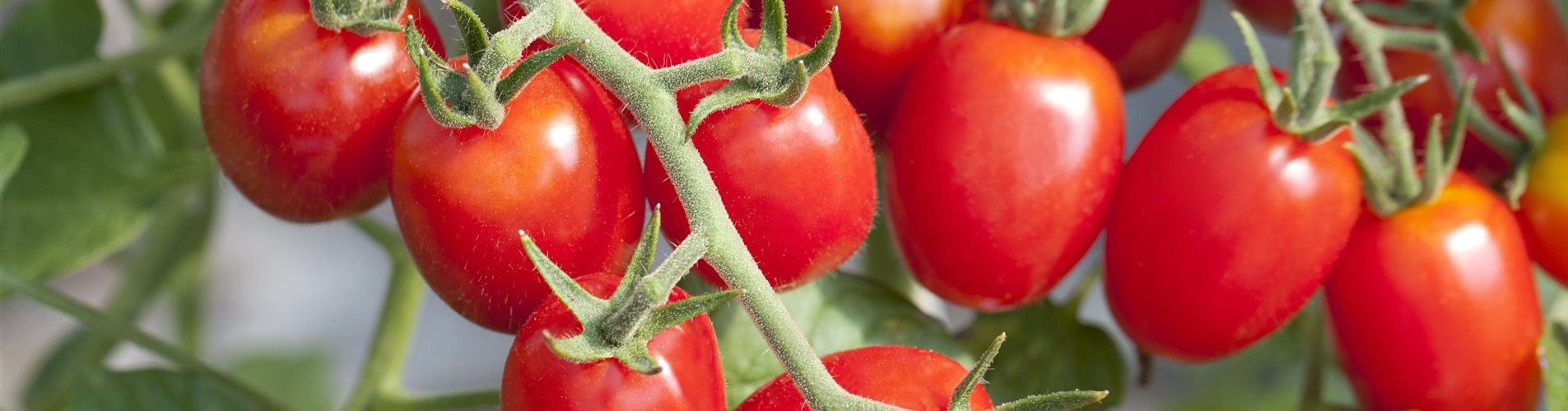 Solanum lycopersicum Romello