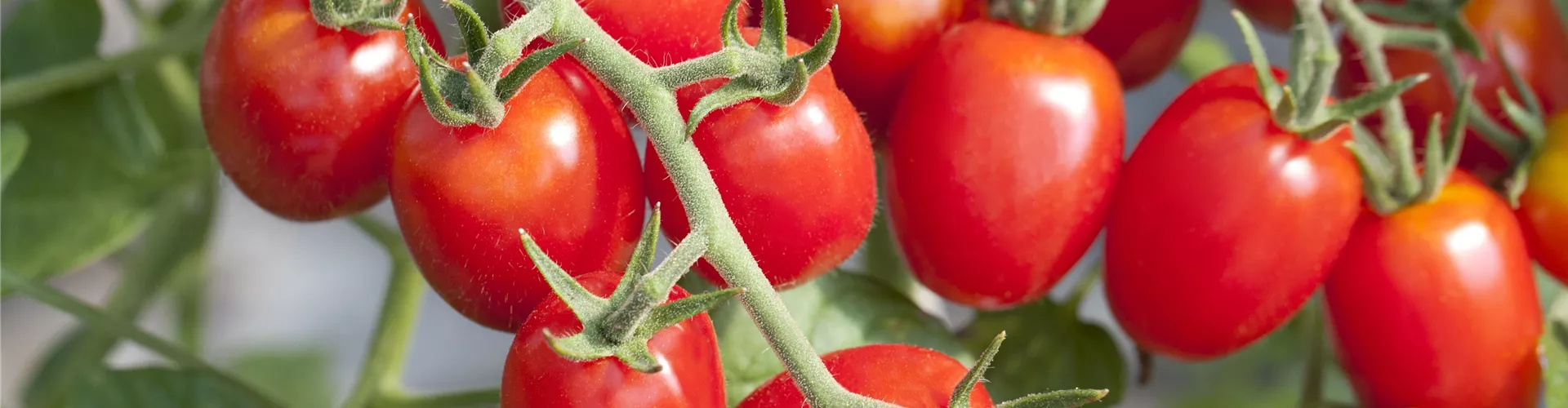 Tomaten - Bellaflora