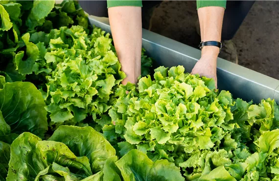 Gemüseernte - Salat ausheben