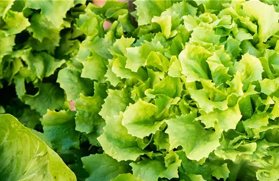 1681 (2) Gemüseernte - Salat ausheben