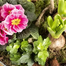 Fertige Arrangements