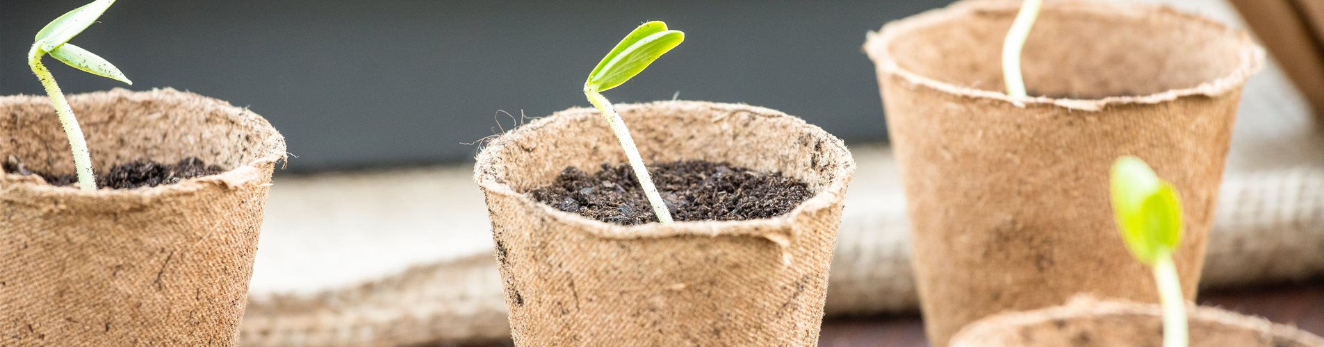 Anzuchttöpfchen Anzuchttöpfchen