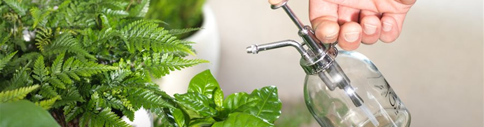 zimmerpflanzen bewässerung