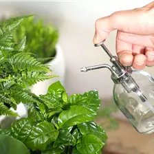 Zimmerpflanzen Bewässerung