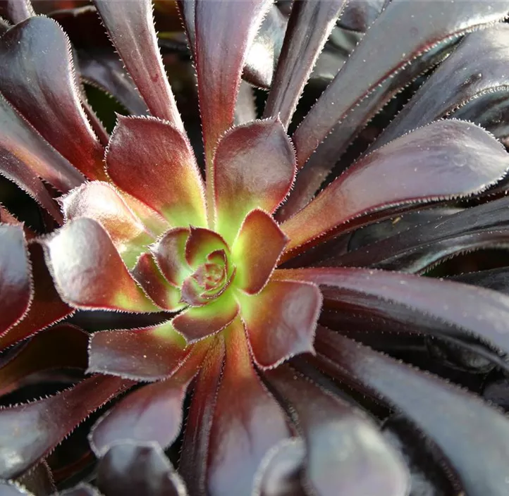 Aeonium 'Nigrum'