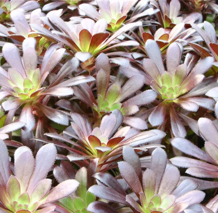 Aeonium 'Nigrum'