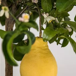 Citrus limone ovale di Sorrento Ministamm