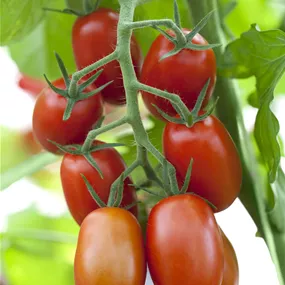 Lycopersicon Premium Dimple