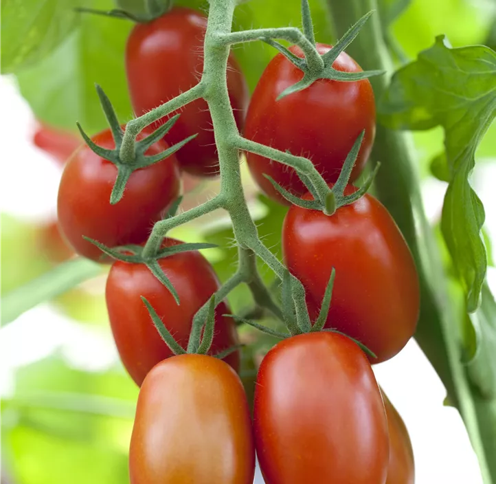 Kirschtomate 'Lobello'