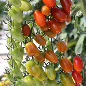 Lycopersicon Cupido