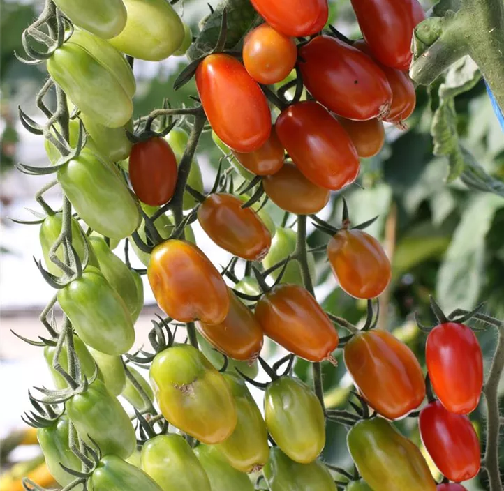 Datteltomate 'Cupido'