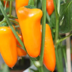 Capsicum annuum Snack-Paprika Vitapep