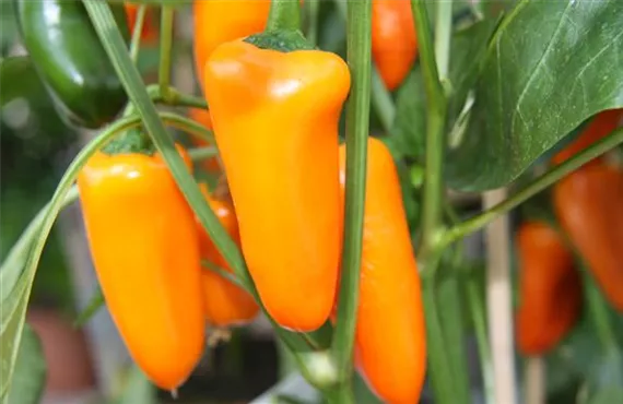 gelber Paprika an der Pflanze gelber Paprika an der Pflanze