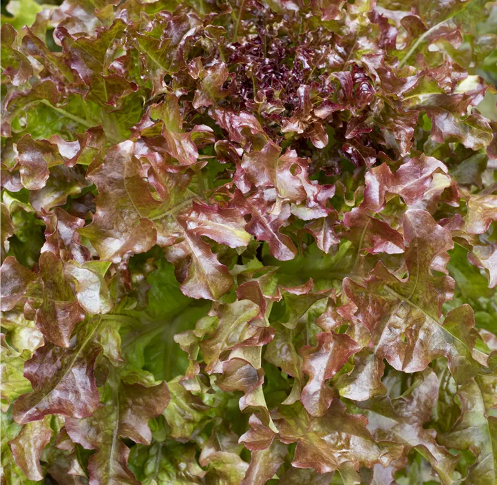 Eichblattsalat 'Red Salad Bowl'