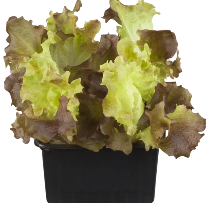 Eichblattsalat 'Red Salad Bowl'
